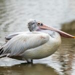 Cazare Caraorman în Delta Dunării – aproape de dune și pădure