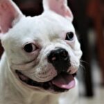 SEO pentru restaurante și cafenele: cum apari în căutările „lângă mine”